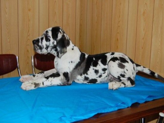 �O���[�g�f�[���@�q���t���[�摜