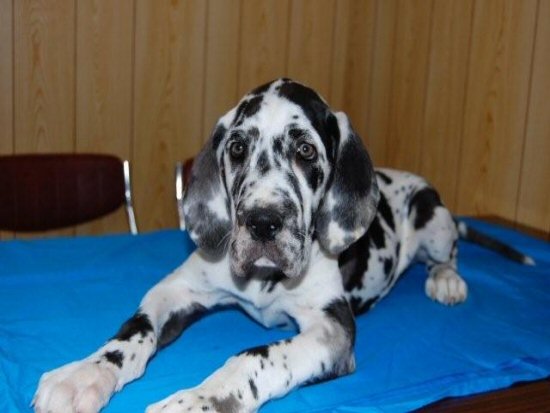 �O���[�g�f�[���@�q���t���[�摜