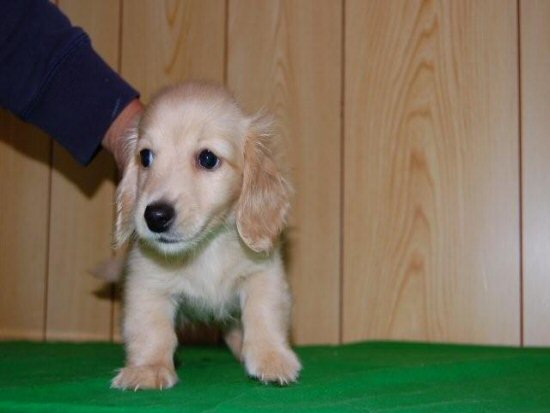 �_�b�N�X�t���h�@�q���t���[�摜