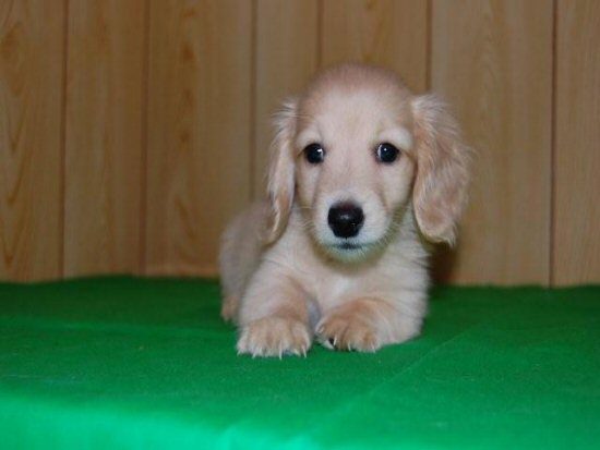 �_�b�N�X�t���h�@�q���t���[�摜