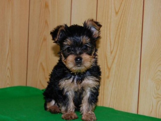 ���[�N�V���[�e���A�@�q���t���[�摜