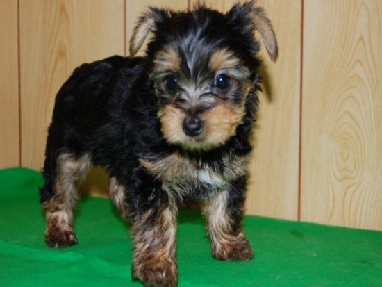 ���[�N�V���[�e���A�@�q���t���[�摜