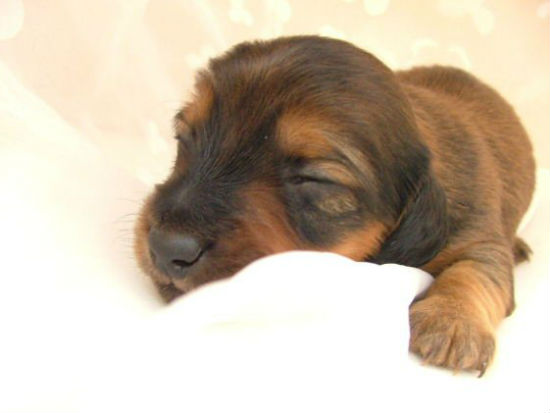 �_�b�N�X�@�q���t���[�摜