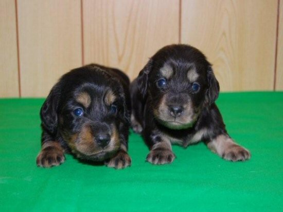 �_�b�N�X�t���h�@�q���t���[�摜