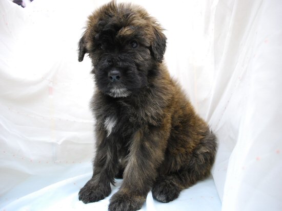 �u�[�r�G�E�f�E�t�����_�[�X�@�q���t���[�摜