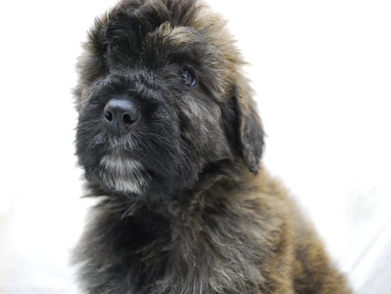 �u�[�r�G�E�f�E�t�����_�[�X�@�q���t���[�摜