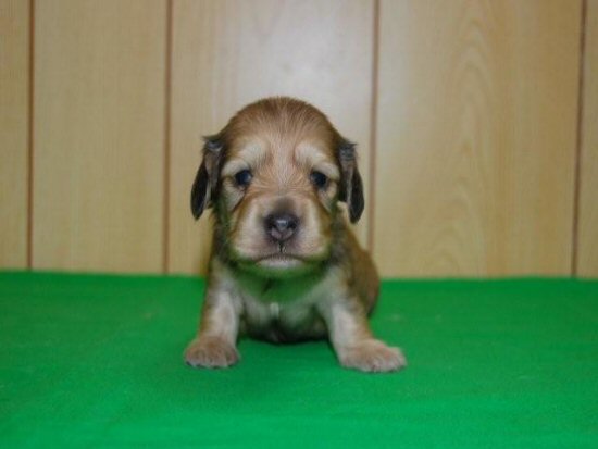 �_�b�N�X�t���h�@�q���t���[�摜