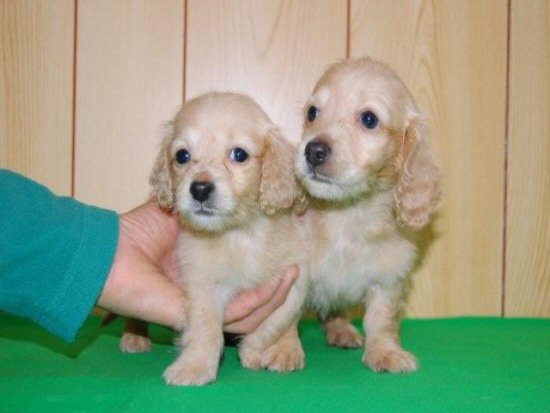 �_�b�N�X�t���h�@�q���t���[�摜