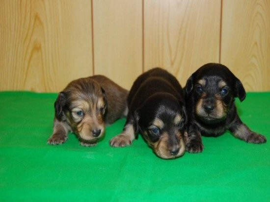 �_�b�N�X�t���h�@�q���t���[�摜