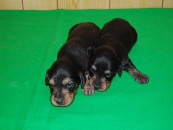 �_�b�N�X�t���h�@�q���t���[�摜