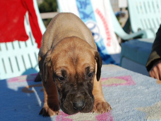 �O���[�g�f�[���@�q���t���[�摜