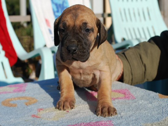 �O���[�g�f�[���@�q���t���[�摜