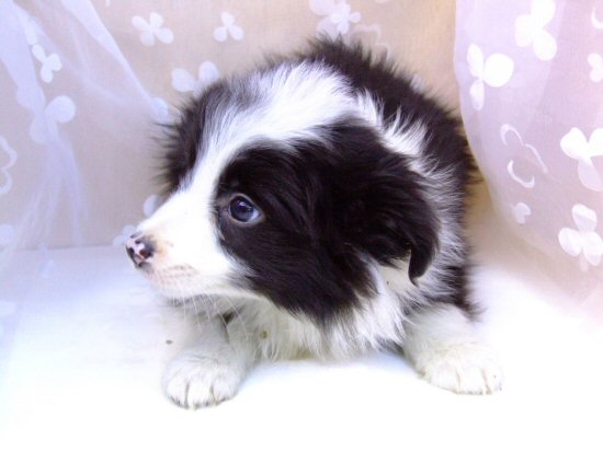 �{�[�_�[�R���[�@�q���t���[�摜