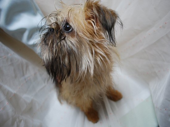 �u�����b�Z���O���t�H���@�q���t���[�摜