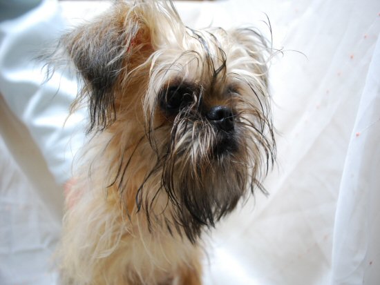 �u�����b�Z���O���t�H���@�q���t���[�摜