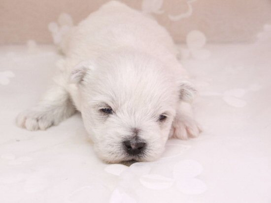 ウエスティー 子犬フリー画像