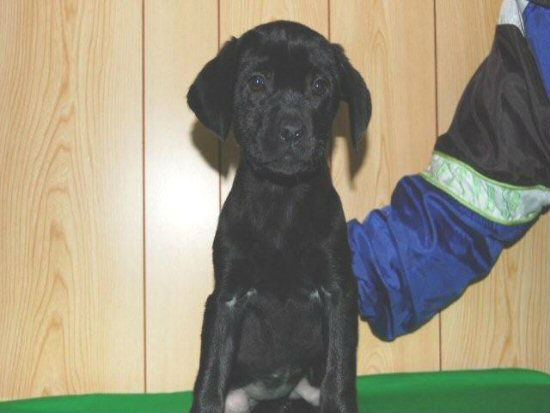 ラブラドールレトリバー 子犬フリー画像