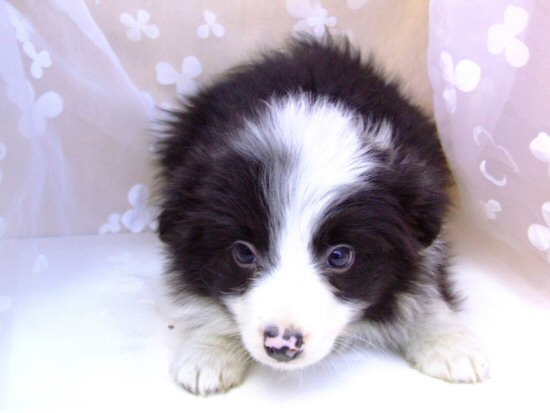 ボーダーコリー 子犬フリー画像