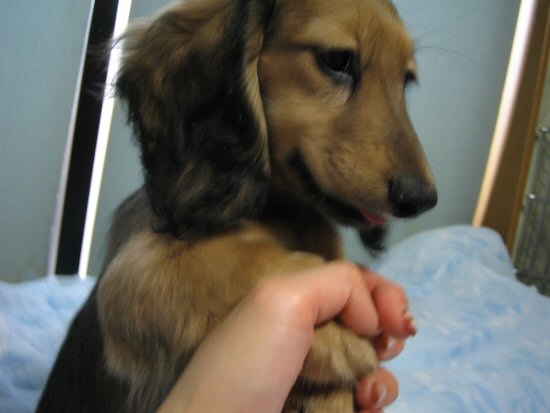 ダックスフンド 子犬フリー画像