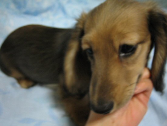 ダックスフンド 子犬フリー画像