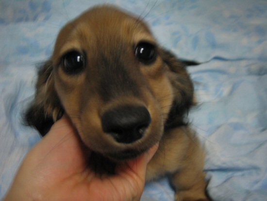 ダックスフンド 子犬フリー画像