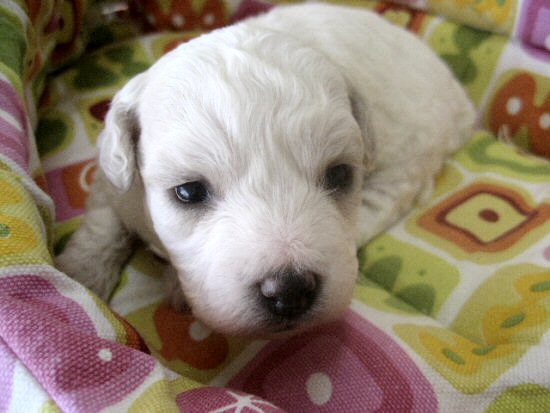 ビションフリーゼ 子犬フリー画像