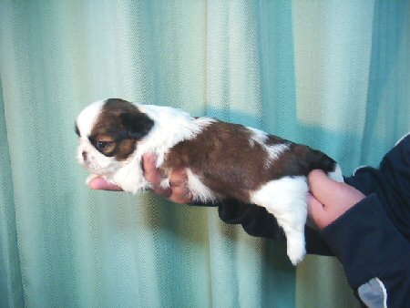 シーズー 子犬フリー画像