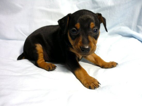 ミニチュアピンシャー 子犬フリー画像