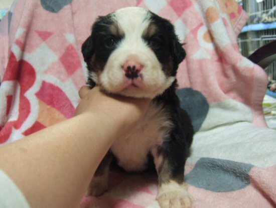 �|�����j�A���@�q���t���[�摜