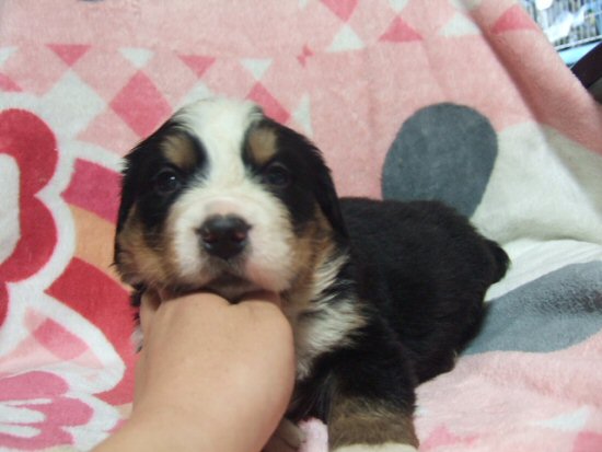 �o�[�j�[�Y�}�E���e���h�b�O�@�q���t���[�摜