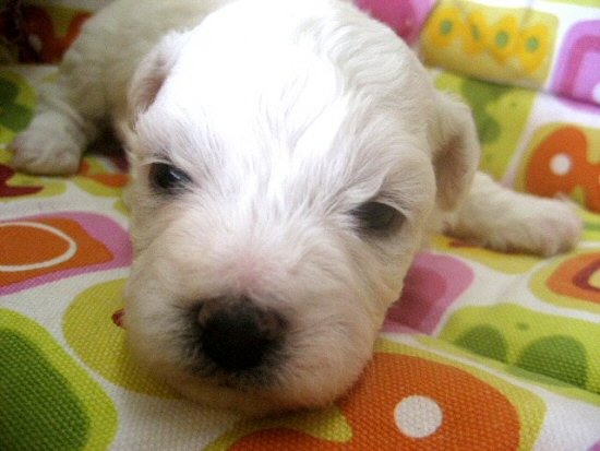 �r�V�����t���[�[�@�q���t���[�摜