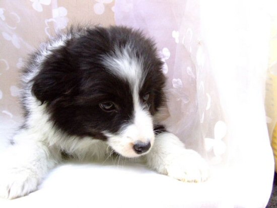 �{�[�_�[�R���[�@�q���t���[�摜