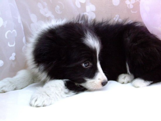 �{�[�_�[�R���[�@�q���t���[�摜