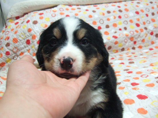 �o�[�j�[�Y�}�E���e���h�b�O�@�q���t���[�摜