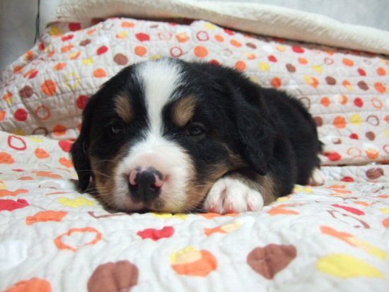 �o�[�j�[�Y�}�E���e���h�b�O�@�q���t���[�摜