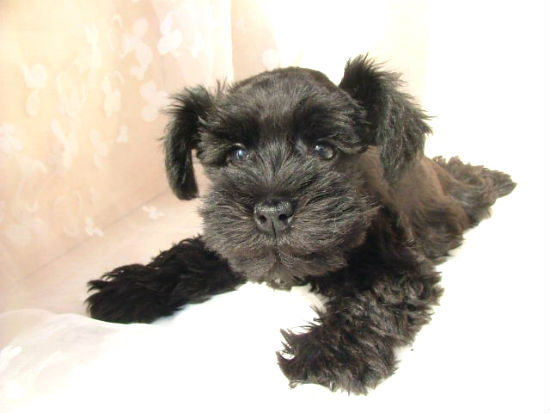 �V���i�E�U�[�@�q���t���[�摜