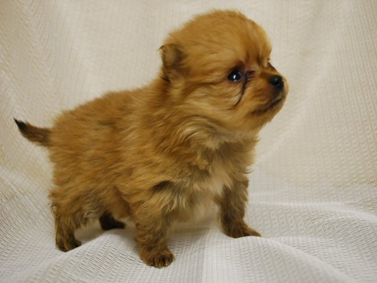 �|�����j�A���@�q���t���[�摜