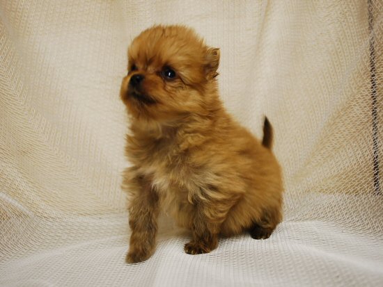 �|�����j�A���@�q���t���[�摜