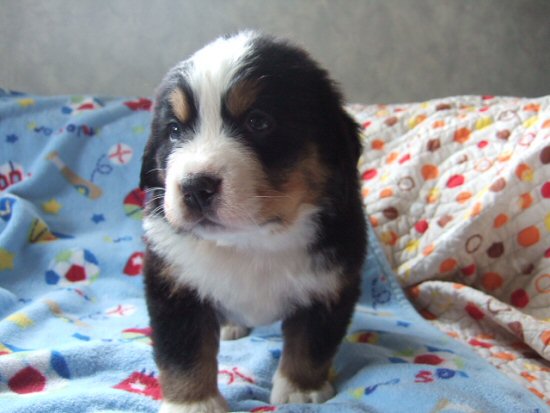 �o�[�j�[�Y�}�E���e���h�b�O�@�q���t���[�摜