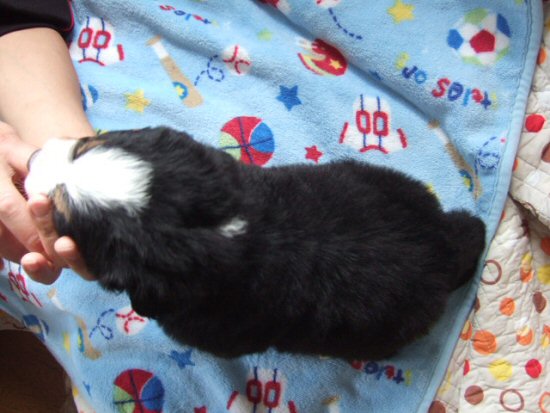 �o�[�j�[�Y�}�E���e���h�b�O�@�q���t���[�摜