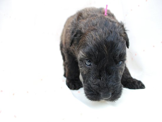 �u�[�r�G�E�f�E�t�����_�[�X�@�q���t���[�摜