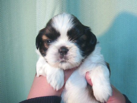 �V�[�Y�[�@�q���t���[�摜