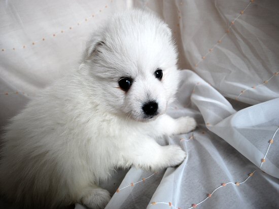 ���{�X�s�b�c�@�q���t���[�摜