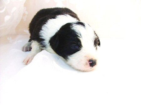 �{�[�_�[�R���[�@�q���t���[�摜