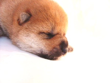 �Č��@�q���t���[�摜