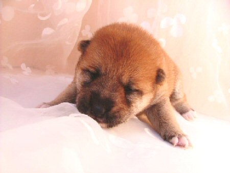 �Č��@�q���t���[�摜