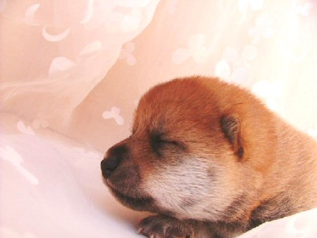 �Č��@�q���t���[�摜