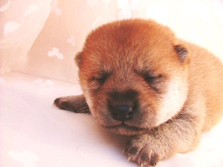 �Č��@�q���t���[�摜