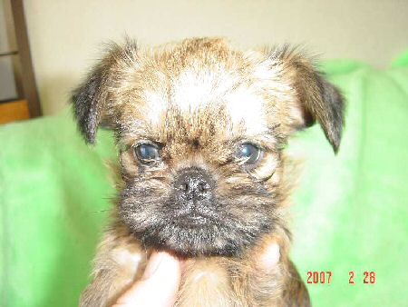 �u�����b�Z���O���t�H���@�q���t���[�摜