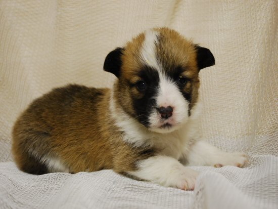 �E�F���V���R�[�M�[�@�q���t���[�摜